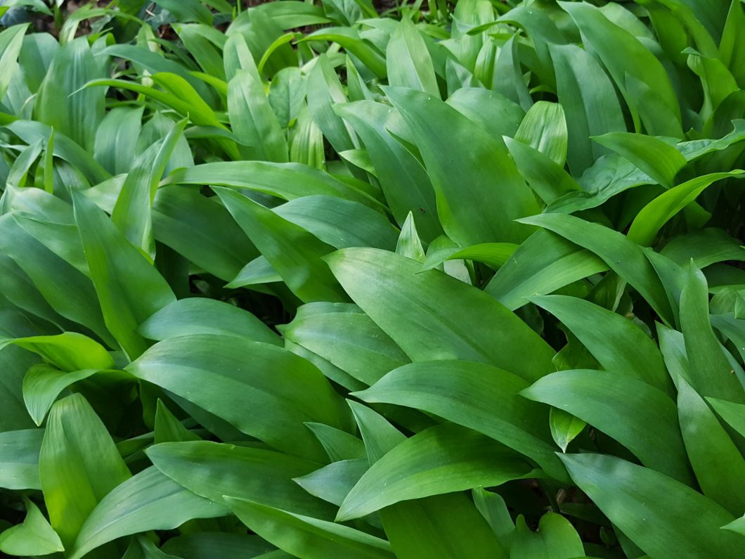 Wild Garlic Season - Manna From Devon Cooking School